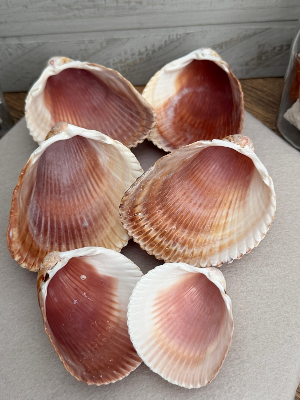 DIY Cockle Shells for Decoupage – Set of 6 | Natural Seashells for Crafts